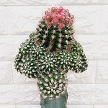 남미네오 와 용신목 선인장48