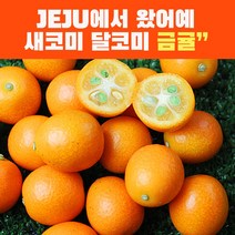 제주 금귤 낑깡 생과 금귤 정과만들기 3kg 1kg 750g 국내산, 2kg