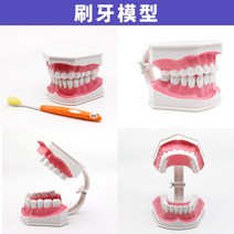 치아모형 인체모형도 치과기구 실리콘몰드 인체모형 양치교구 재료상, 2x 사이즈 브러싱 모델