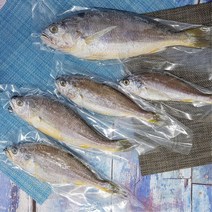 쫀득한 육질 국내 자연산 천일염 참조기 1마리 대 사이즈 100g / 생신선물 도매, 조기 참조기 1팩 1마리 대 사이즈 100g 냉동