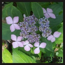 (나무농장) 야생화 산수국 6치포트