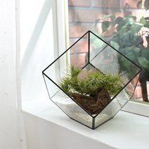 공기정화식물 틸란드시아 큐브 유리화분 DIY키트 3종, 03.블랙L 세트
