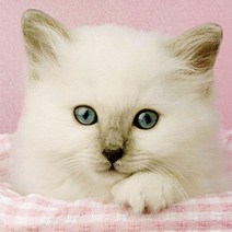 클레멘토니 - 직소퍼즐 렉돌고양이 500조각 (CL30391) 3W664675, 1개, 1개