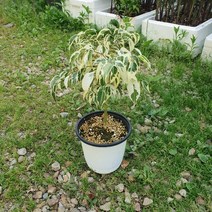 꽃백화점 외목칼라벤자민 중품 35~50cm 79, 1개