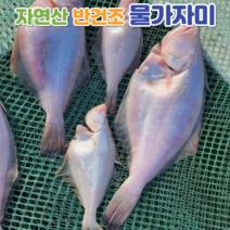 영덕 물가자미 알가자미 제철 생물 손질 참가자미 반건조 가자미 1kg, 반건조 물가자미(중) 1kg 10~12미