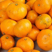 무농약 제주감귤 5kg, 단품