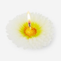 [플라잉타이거]해피 캔들 데이지? F3030334__XZZ, 00F