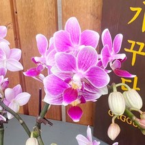 가꾸다 호접란 호접란 상그릴라(쌍대), 1개