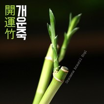수경식물-개운죽 30cm 2개-수질정화 테라리움용 실내 공기정화/헬로아쿠아