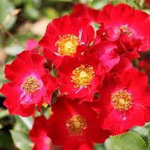 찔레나무 묘목 붉은꽃찔레 - 다간형 키100cm 내외 포트1개