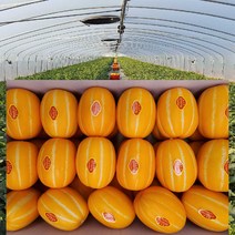 [ 산지직송 공주네 ] 성주참외 당도선별 꿀 참외 1kg 2kg 4kg 5kg 10kg 가정용 선물용 참외, 1box, 13.참외 가정용 /중과 10kg