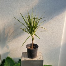 실내공기정화식물 옐로우 마지나타 중품 40-70cm 149