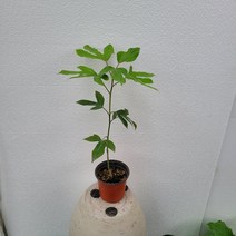 실내공기정화식물 황칠나무 외목대 중품 40-60cm 79, 1개