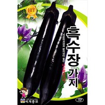 흑수장 가지 씨앗 채소 종자 야채 씨 eggplant 100알
