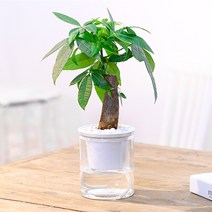 자동급수 화분/벽화분 인테리어 미니 베란다 화분, 자동급수 화분 화이트