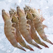 23년 출하 산지직송 신안 급랭새우 1kg 새우구이 국산새우, 신안 급랭새우 1kg (37-45미)