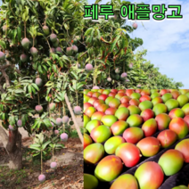 페루 애플 망고 2kg 3kg 4kg 골드 망고 골드 무지개 망고 태국 망고 선물세트, 애플망고 4kg