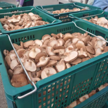 생 표고버섯 1kg / 파지 산지직송 1kg/2kg/4kg/6kg/8kg/10kg 농장직송, 4kg