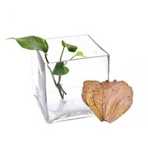 바보사랑 베타사육 풀세트구성 유리어항 SH 20x20x20 알몬드잎 뜰채 사료 스포이드.헬로아쿠아