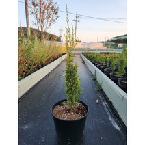 (서양측백) 골드콘 25cm 컬러 조경포트