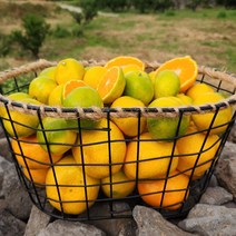 [올레돌밭농원] 23년 제주직송 당도빵빵!!! 노지감귤 4.5kg/9kg, 노지감귤 9Kg 중대과