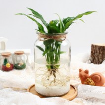 [바보사랑] 미미네가든 자동급수 청아이비 화분 키우기세트, 상세 설명 참조, 상세 설명 참조