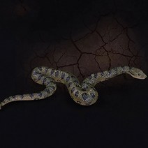뱀 모형 파충류 동물 미니어처 놀이감 구렁이 얼룩뱀, 1
