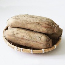 [국내산햇연근] 꼭지네 국내산 햇 연근 생연근 흙연근 특품 1kg 3kg 5kg 10kg, 연근 3kg