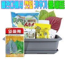 깻잎 키우기 키트 세트 홈가드닝 텃밭 세트 들깨 씨앗 화분, 깻잎 키우기 세트