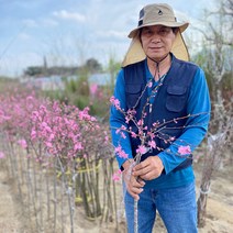 국화도나무 묘목 3년생 개화주 꽃복숭아