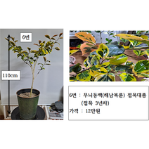 무늬동백(삽목 접목)대품 8종, 8번 무명(백복륜) 접목