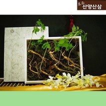 산양산삼 장뇌산삼 5뿌리 산양삼장뇌삼 장래삼 산양산삼주 가격 산삼주 50대 남자 엄마 사위 생일 팔순 시댁 80대 할머니 선물 부모님 환갑 60대 어르신 선물 장모님 아버지 생신