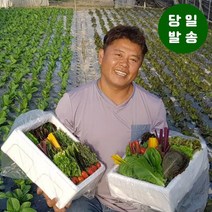 양주농부 모듬채소 20종 클로렐라 쌈채소 유러피안 샐러드 야채 600g-1.2kg, 1박스, 클로렐라쌈채소 600g