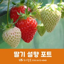 딸기/설향/10주/포트/도시농부/텃밭/모종/씨앗
