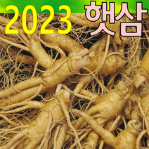 금산인삼아줌마 인삼 (2호)6년난발삼 500g 산지에서 발송 가정용 수삼, 6년난발삼(2호) 500g, 1개