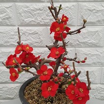 홍천조35 명자나무 - 노지월동