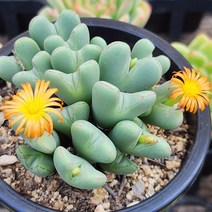 예쁜다육이 총집합 골라담기 다육식물, 39번-하트축전 중품다육이