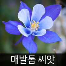 매발톱 씨앗 꽃씨 꽃 종자 야생화 야생초 씨 400알, 1개