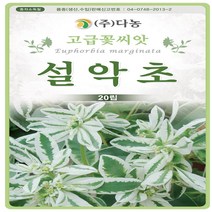 야생화 꽃씨 설악초 500립