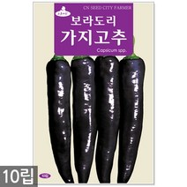 서리태 씨앗 30g - 콩 씨 청약콩 검은콩 쥐눈이콩 서리태씨앗 콩 검정콩씨앗 검은콩씨앗 콩씨앗 서리태씨 검은콩씨 주말농장 텃밭, 05_보라도리가지고추(10립)