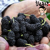 2022년 전북진안 햇 오디 5kg 토종 오디 생과 (급냉) / 6월초부터 순차발송, 1개