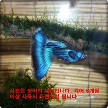 일렉트닉모스크블루(EMB) 치어 10마리