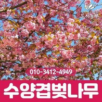 수양 분홍겹벚나무 R3~4(개화주) 나무 묘목 도시농부 원조