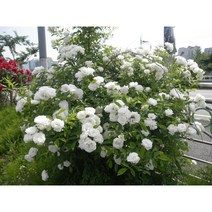 산내들농장 흰겹찔레장미-대품(15센티포트), 1개