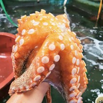 쫄깃하고 영양가득한 남해안 자연산 돌문어 1kg, 국내산 돌문어 1kg(1~3미), 1개