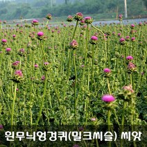 [해피플라워] 우우엉겅퀴 밀크씨슬 씨앗 300립 / 봄 여름 파종 간 건강 실리마린 엉겅퀴 종자