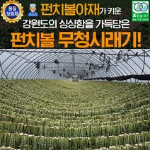 양구 시래기 건시래기 무청시래기 1kg 강원도 무청 말린 건조 무우 건 우거지 나물 무우청 펀치볼, 푸띠 양구 펀치볼무청시래기 1kg, 1박스