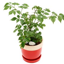 아침향기 공기정화식물 도토리화분 40종, 행복수, 도토리 그레이