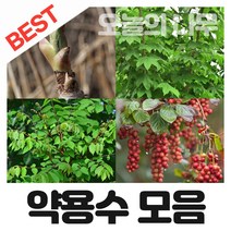 합리적 가격의 우수한 약용수나무묘목 종합(참두릅 구지뽕 엄나무 복분자 헛개등등), 18.모과나무묘목