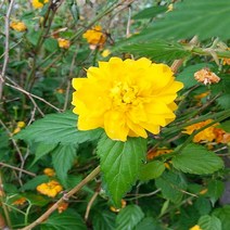 충주원예조경/황매화/1m/개화주/10주, 주